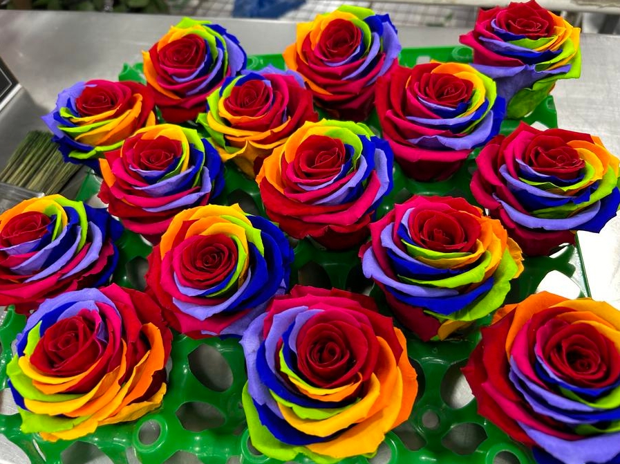 Imagen del 7 de agosto de 2024 de "rosas Rainbow o rosas Arcoíris" preservadas de la empresa florícola Emihana para exportación, en Cayambe, en la provincia de Pichincha, Ecuador. (Xinhua/Liao Siwei)