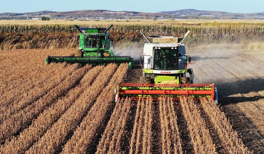 Imagen aérea tomada con un dron el 12 de octubre de 2024 de cosechadoras trabajando en campos de soja en una granja de Beidahuang Group, en la provincia de Heilongjiang, en el noreste de China. (Xinhua/Wang Jinbin)