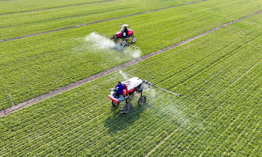 Esta foto aérea muestra a agricultores operando maquinaria agrícola en la realización de labores de campos en el distrito de Qiaocheng de la ciudad de Bozhou, en la provincia oriental china de Anhui, el 18 de febrero de 2025. (Xinhua/Liu Qinli)