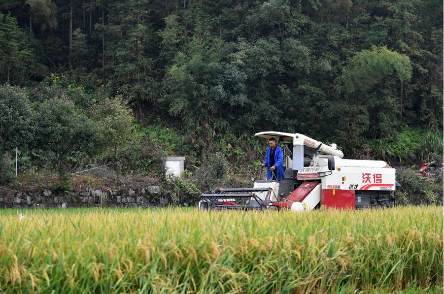 Un campesino cosecha arroz de retoño en un campo del distrito de Shuangfeng de la ciudad de Loudi, provincia de Hunan, en el centro de China, el 28 de octubre de 2023. (Xinhua/Chen Zhenhai)