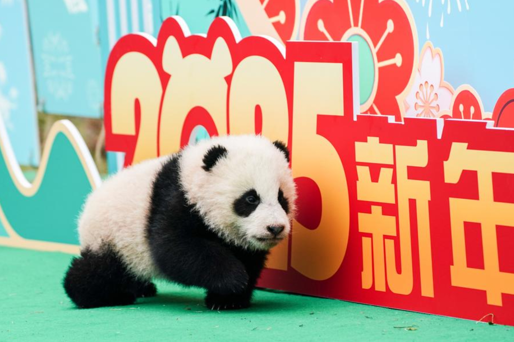 Imagen de un cachorro de panda gigante durante un evento de exhibición grupal con motivo de la Fiesta de la Primavera en la base de Shenshuping del Centro de Conservación e Investigación del Panda Gigante de China en Wolong, provincia de Sichuan, en el suroeste de China, el 23 de enero de 2025. (Xinhua)