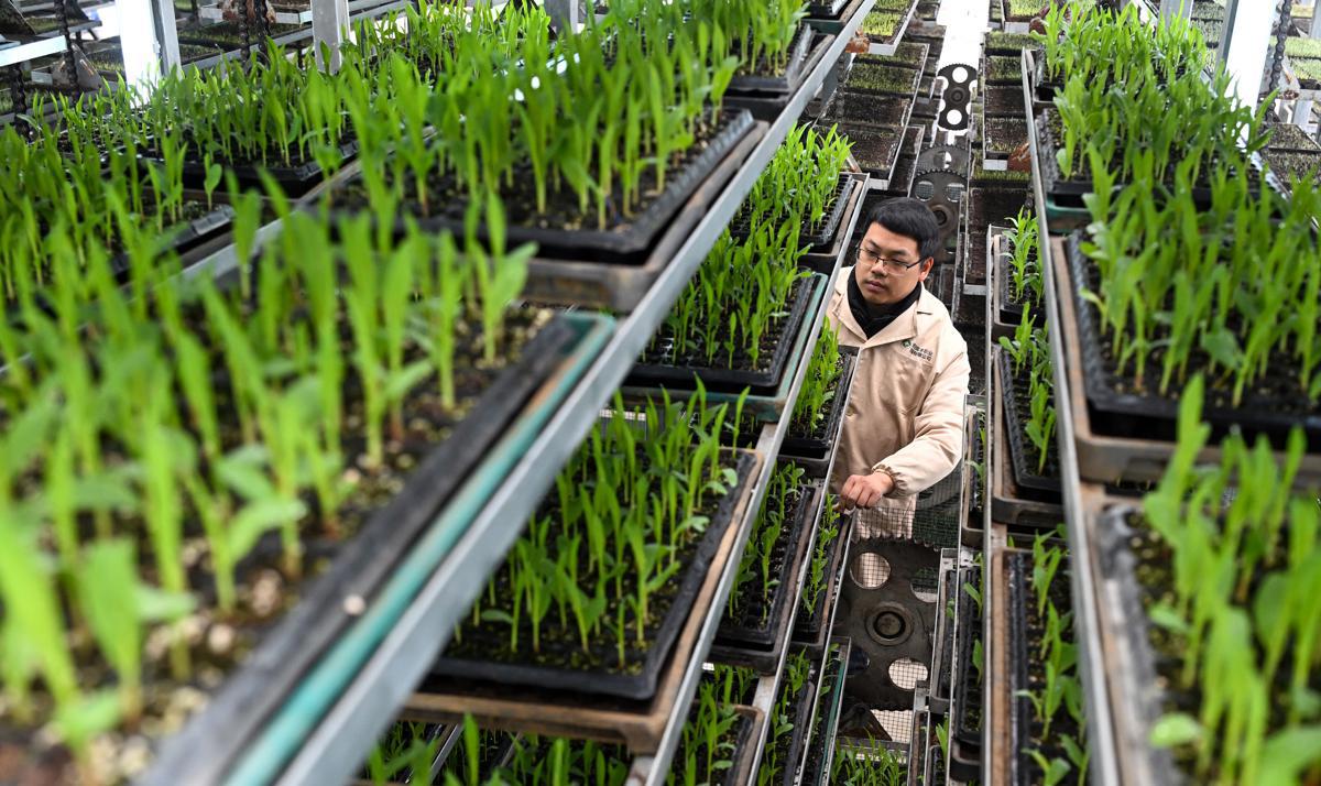 Un centro de plántulas inteligentes impulsa la producción de cultivos en Sichuan