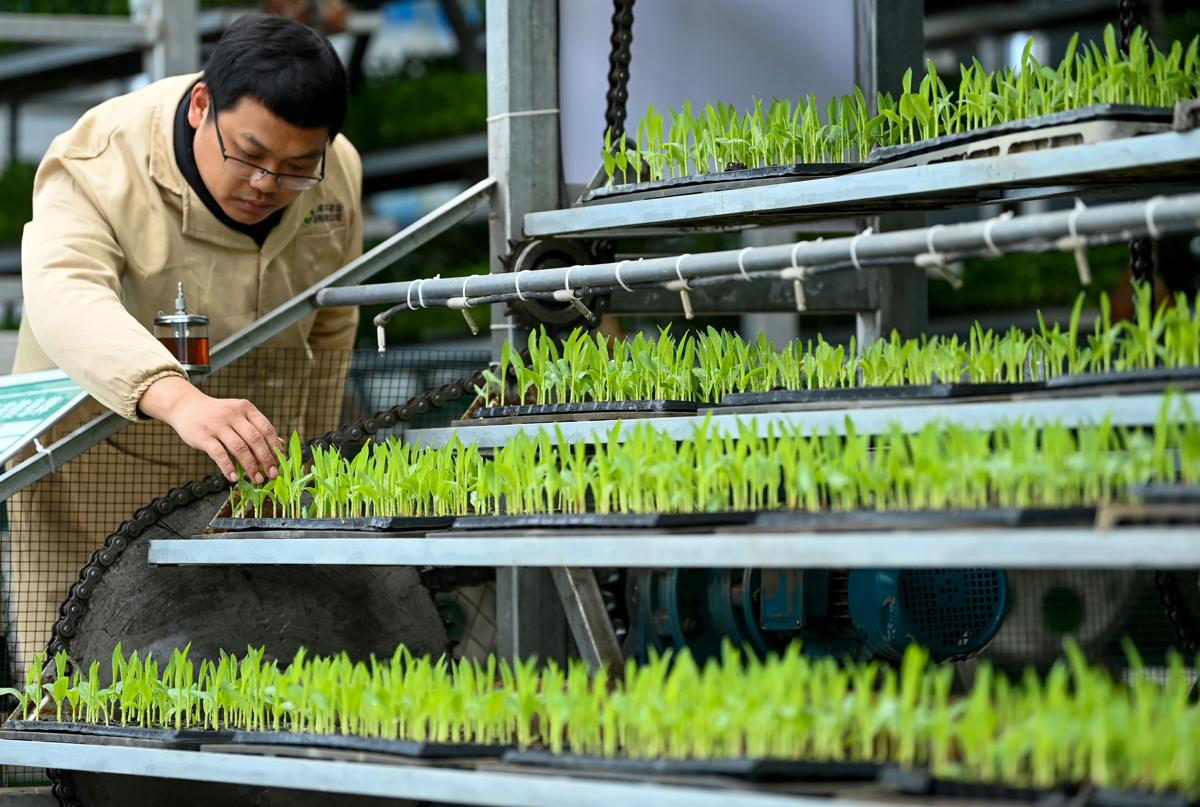 Un centro de plántulas inteligentes impulsa la producción de cultivos en Sichuan