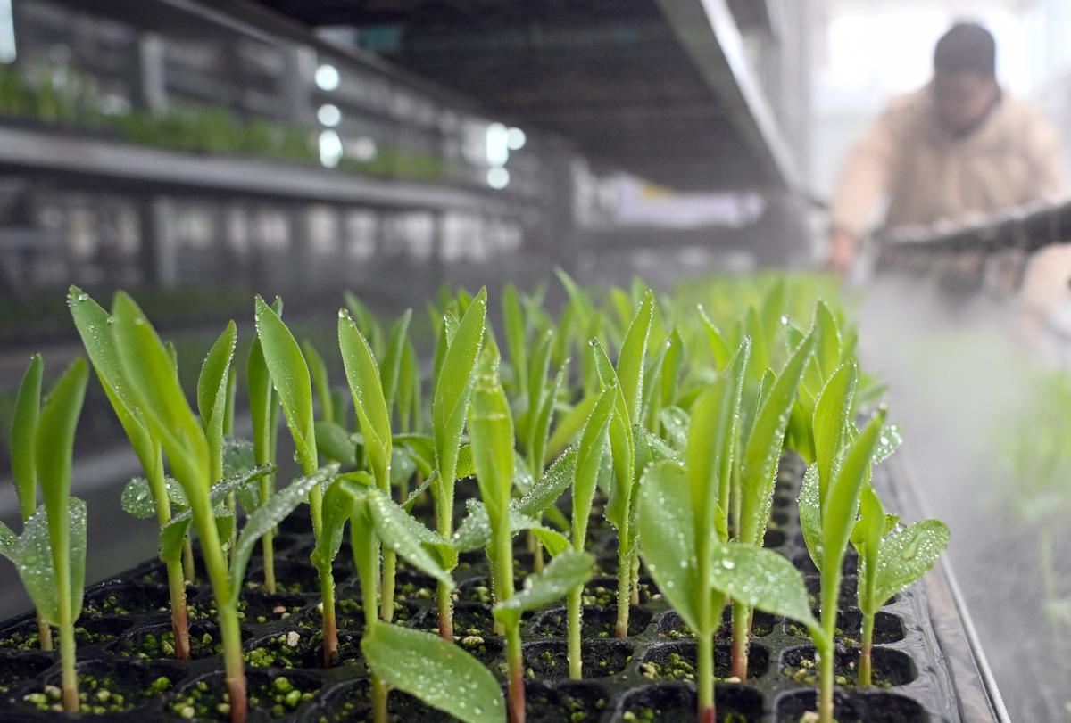 Un centro de plántulas inteligentes impulsa la producción de cultivos en Sichuan