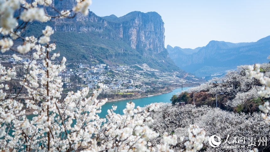 Flores de cerezo alfombran Guizhou: El paisaje blanco que revitaliza aldeas y economías en China