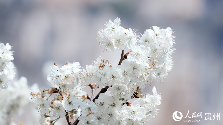 Flores de cerezo alfombran Guizhou: El paisaje blanco que revitaliza aldeas y economías en China