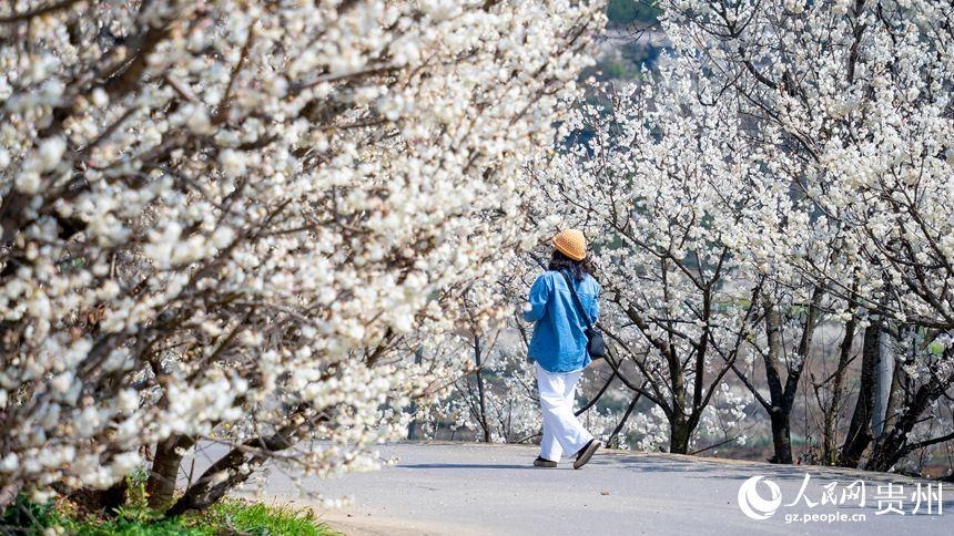 Flores de cerezo alfombran Guizhou: El paisaje blanco que revitaliza aldeas y economías en China