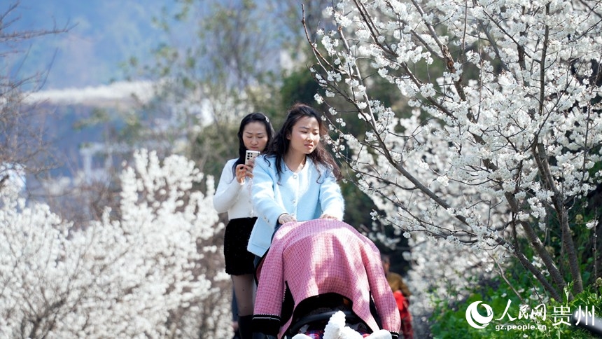 Flores de cerezo alfombran Guizhou: El paisaje blanco que revitaliza aldeas y economías en China