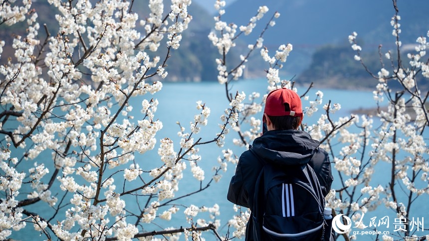 Flores de cerezo alfombran Guizhou: El paisaje blanco que revitaliza aldeas y economías en China