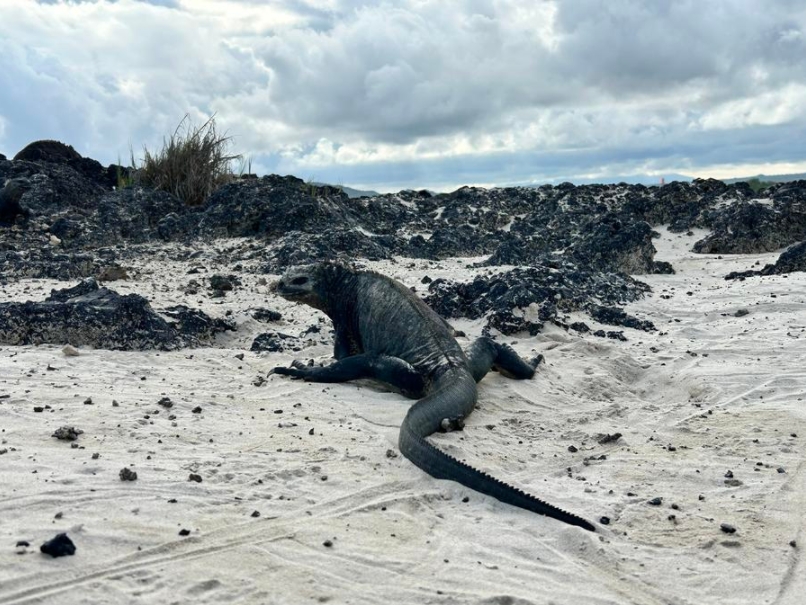 Imagen del 18 de febrero de 2025 de una iguana marina vista en la isla Isabela, en las Islas Galápagos, Ecuador. (Xinhua/Liao Siwei) 