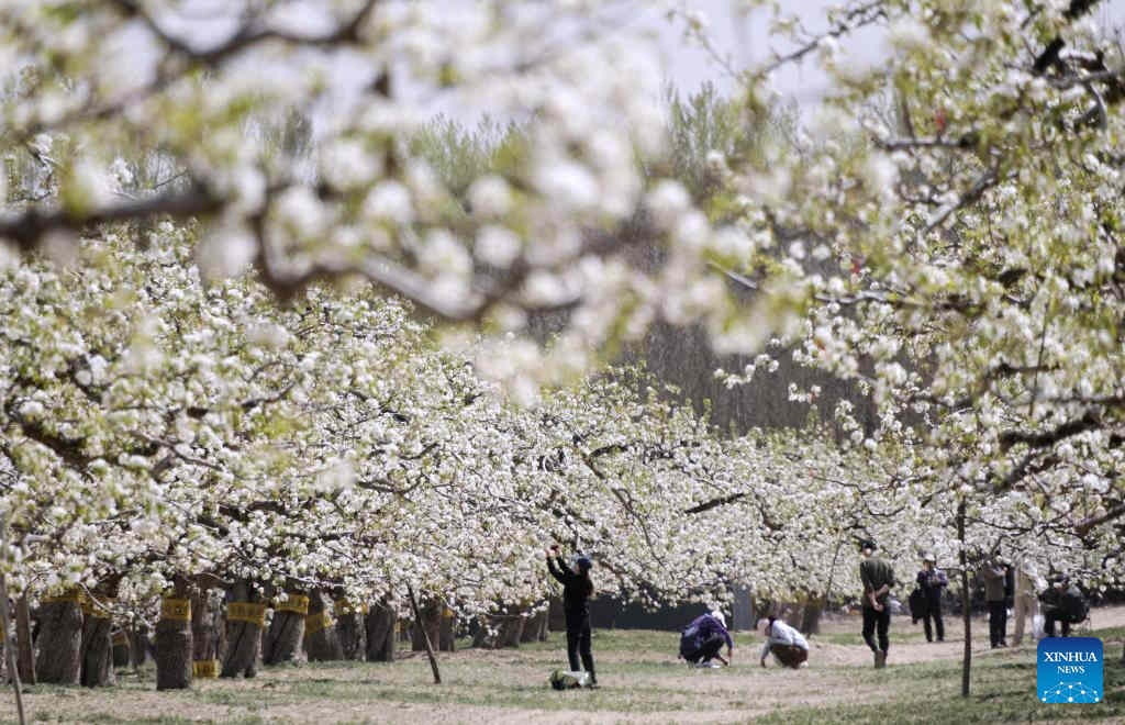  BEIJING, 5 abril, 2025 (Xinhua) -- Turistas aprecian las flores, en Beijing, capital de China, el 5 de abril de 2025. El Festival Qingming, o Día de Limpieza de Tumbas, cayó el 4 de abril este año. Es un festival chino tradicional durante el cual las personas rinden homenaje a los muertos y veneran a sus ancestros. El festival también ofrece un breve descanso para que los residentes chinos lo dediquen a actividades al aire libre y al turismo. (Xinhua/Li Xin)