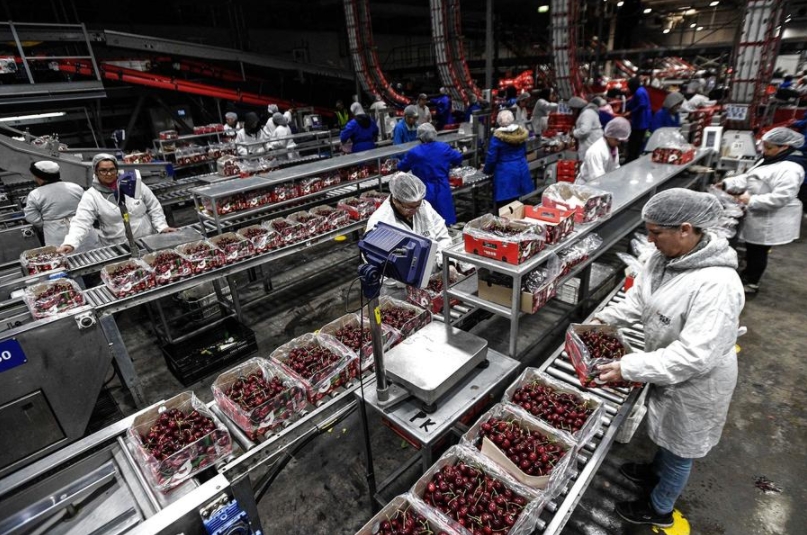 Empleados trabajando en la planta de Garces Fruit, en San Francisco de Mostazal, en la región de O'Higgins, Chile, el 13 de diciembre de 2024. (Xinhua/Jorge Villegas)