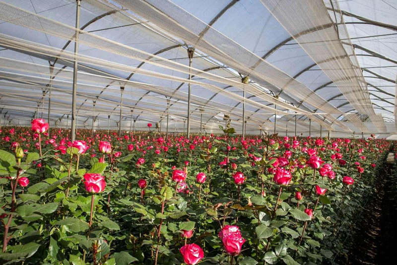 En el invernadero de la plantación de rosas de la granja Hoja Verde, las rosas florecen plenas. (Foto: Joselyn Gutiérrez)