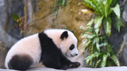 Nombran primeros cachorros de panda gigante nacidos en Hong Kong
