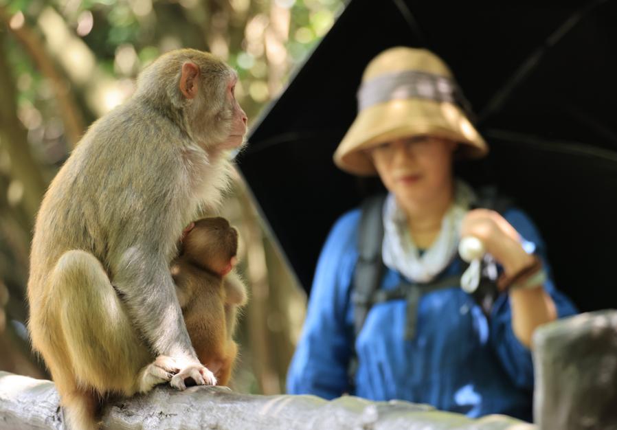 Macacos deleitan a los visitantes en Zhangjiajie