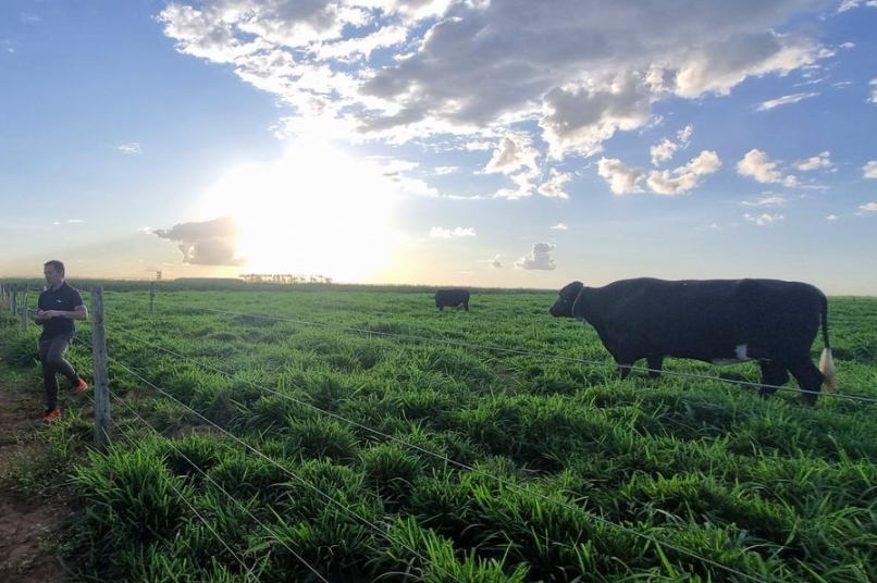 Imagen proporcionada por la Empresa Brasileña de Investigación Agropecuaria (Embrapa, por sus siglas en portugués) del 23 de mayo de 2025 de un toro en el área de manejo de ganado de la Hacienda Gamada, una pionera en el sistema denominado "Integración Agrícola-Ganadera-Forestal" (ILPF, por sus siglas en portugués), en Nova Canaã do Norte, en el estado de Mato Grosso, Brasil. (Xinhua/Embrapa)