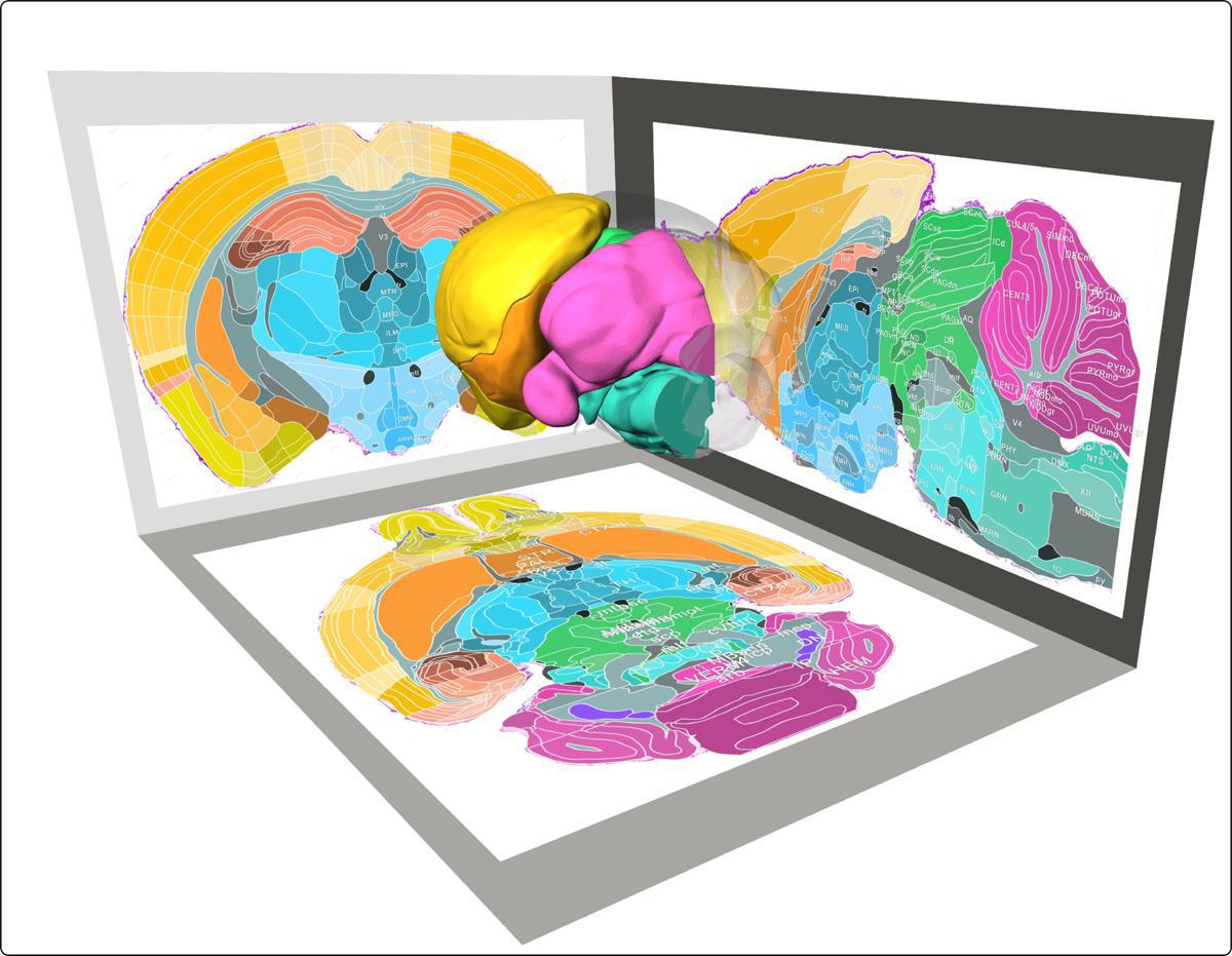 Científicos crean el mapa 3D más detallado del cerebro de un ratón