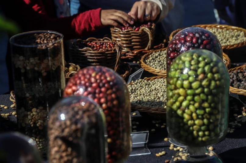 Imagen de archivo de granos de café exhibidos en el Instituto Biológico de la Agencia Paulista de Tecnología de los Agronegocios (IB-APTA) de la Secretaría de Agricultura y Abastecimiento del Estado de Sao Paulo, en Sao Paulo, Brasil. (Xinhua/Rahel Patrasso)