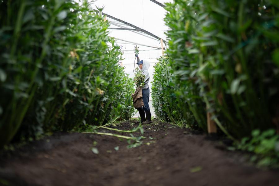 Una mujer trabaja en la zona de cultivo de flores de la empresa Plazoleta Bazzani durante la primera temporada anual de cosecha, en el departamento de Cundinamarca, Colombia, el 5 de febrero de 2025. (Xinhua/Andrés Moreno)