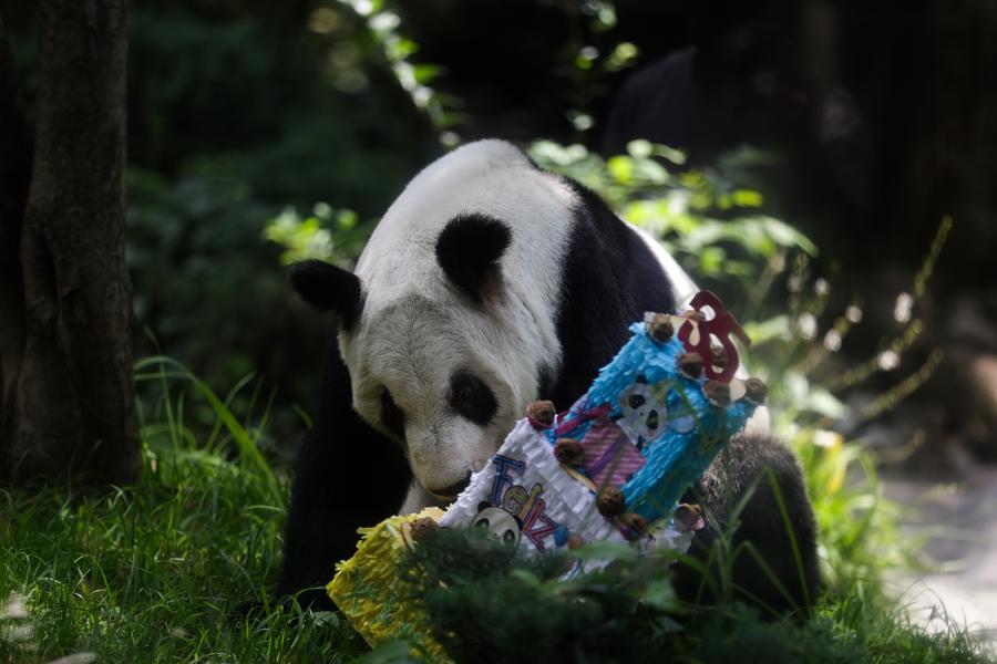 La panda gigante Xin Xin disfruta de su alimento en un pastel decorativo durante la celebración por su cumpleaños 35, en el Centro de Conservación de Vida Silvestre de Chapultepec, en la Ciudad de México, capital de México, el 29 de junio de 2025. (Xinhua/Francisco Cañedo)