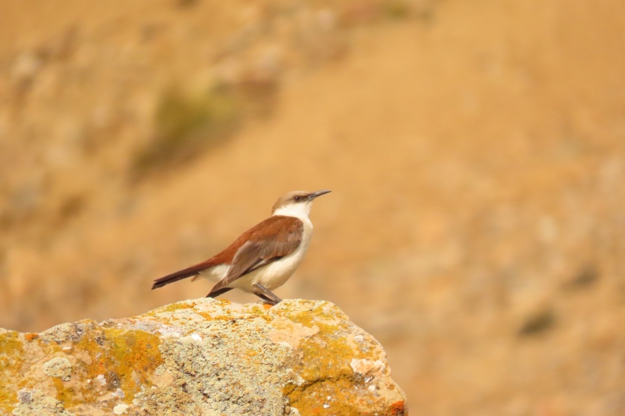 Imágenes: Valiosa flora y fauna silvestre monitoreada en área de conservación San Antonio– Sierra Nevada en Perú