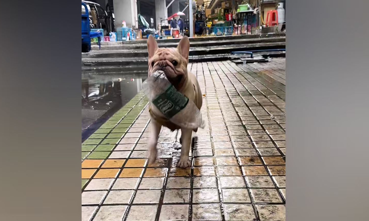 Un bulldog francés en Guangzhou se vuelve viral en redes sociales por recolectar botellas vacías durante 5 años