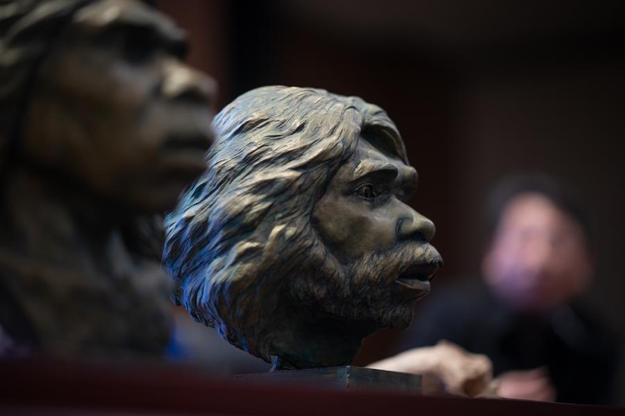 Fotografía tomada el 26 de diciembre de 2024 mostrando estatuas restauradas de un par de cráneos humanos fósiles que datan de hace un millón de años en el Museo Provincial de Hubei en Wuhan, capital de la provincia de Hubei, en el centro de China. (Xinhua/Xiao Yijiu)