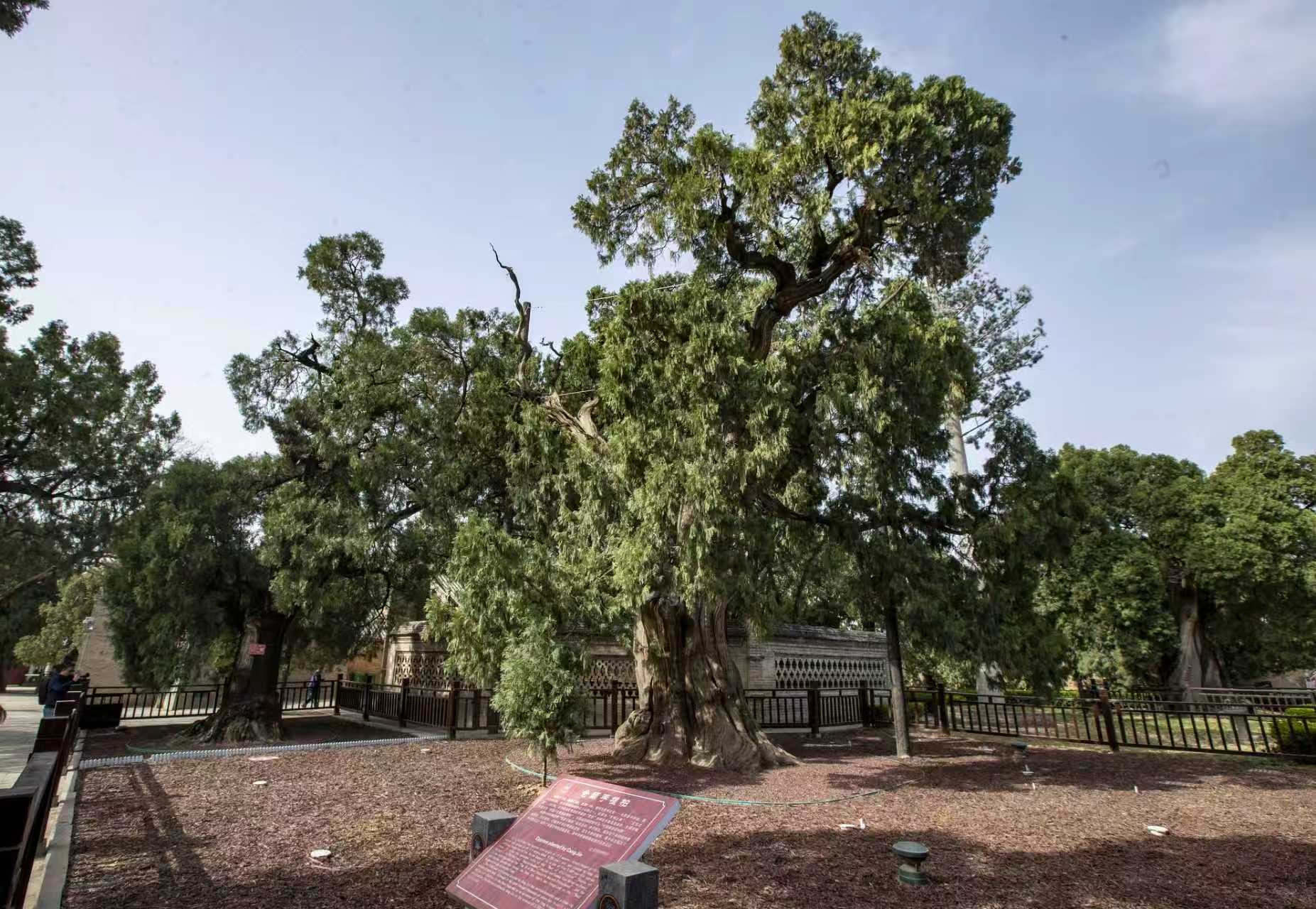 La foto muestra cipreses antiguos en el Templo Cangjie. (Foto/Peng Yipeng) 