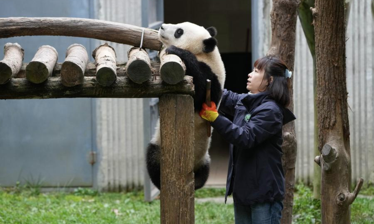 Científicos chinos documentan la primera evidencia del uso de herramientas en pandas gigantes