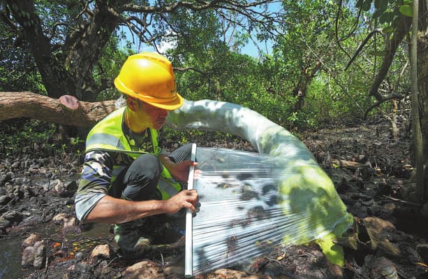 Resiliencia y recuperación: científicos restauran manglares poco comunes tras los devastadores daños causados ​​por la tormenta