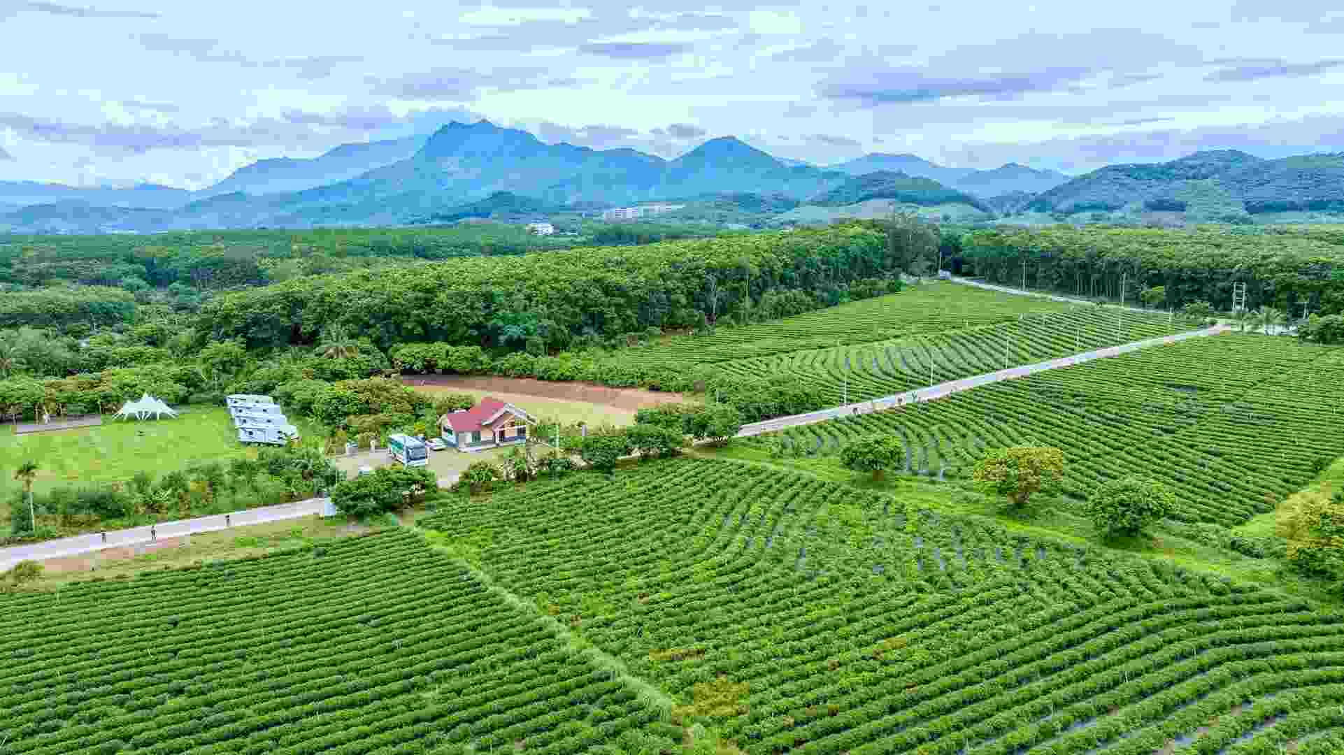 Vista aérea de la plantación de té Wulilu en Baisha, Hainan. (Foto proporcionada por el entrevistado)