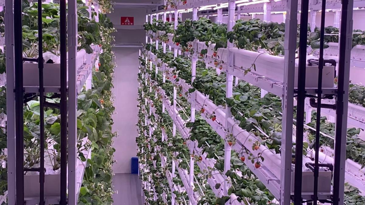 La agricultura vertical inteligente despega en Chengdu