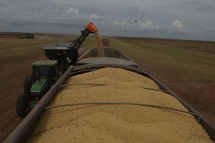 Exportaciones de soya de Brasil suben 11,75 % y alcanzan récord histórico en 2025
