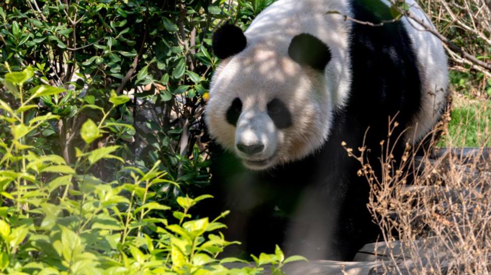 Dos hombres detenidos por inventar noticias que afirmaban que dos pandas gigantes machos se aparearon con éxito en la naturaleza por primera vez