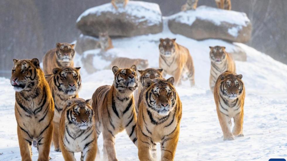 Parque del Tigre Siberiano en noreste de China