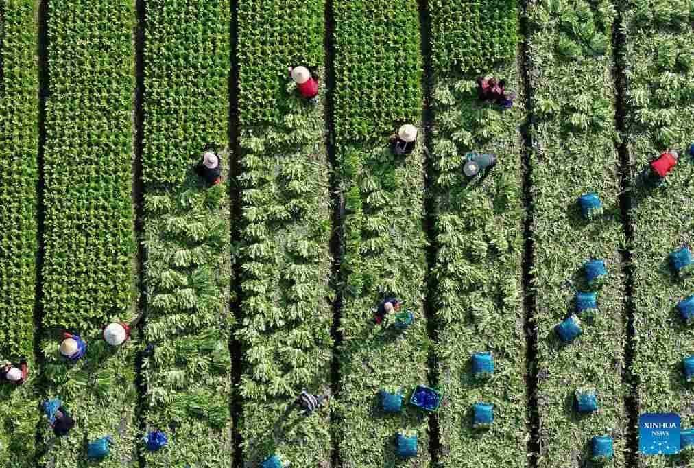 Vista aérea tomada con un dron el 24 de febrero de 2026 de agricultores cosechando verduras en los campos del poblado de Jiuchi, en la ciudad de Pengzhou, en la provincia de Sichuan, en el suroeste de China. Tras las vacaciones de la Fiesta de la Primavera, los agricultores están ocupados con la producción agrícola en la temporada agrícola en todo el país.(Xinhua/Luo Guoyang)