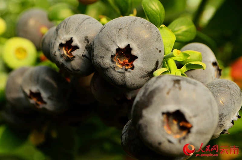 Instalación de Demostración de Agricultura Ecológica en Chengjiang, provincia de Yunnan. (Foto: Diario del Pueblo digital/ Liu Yi)