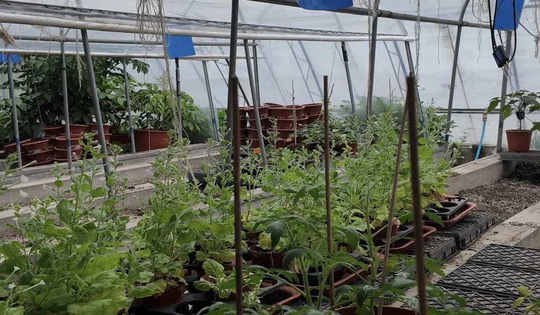 Invernadero experimental de Li Baoju, investigador del Instituto de Vegetales y Flores de la Academia de Ciencias Agrícolas de China. (Foto: cuenta oficial de WeChat del Diario del Pueblo)