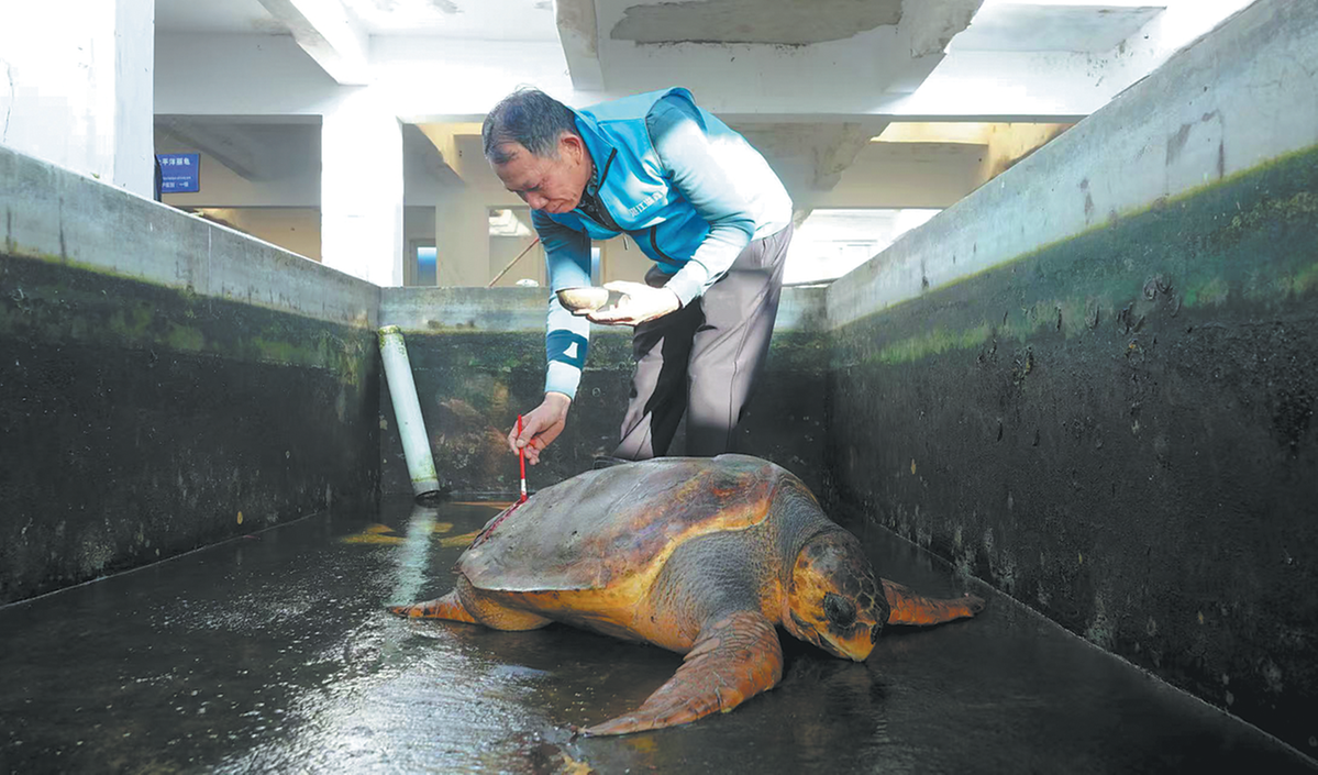 Una tortuga verde rescatada recibe tratamiento médico en la Base de Popularización Científica de Rescate de Vida Silvestre Acuática de Guangdong, en Zhanjiang, provincia de Guangdong. (Foto: China Daily)