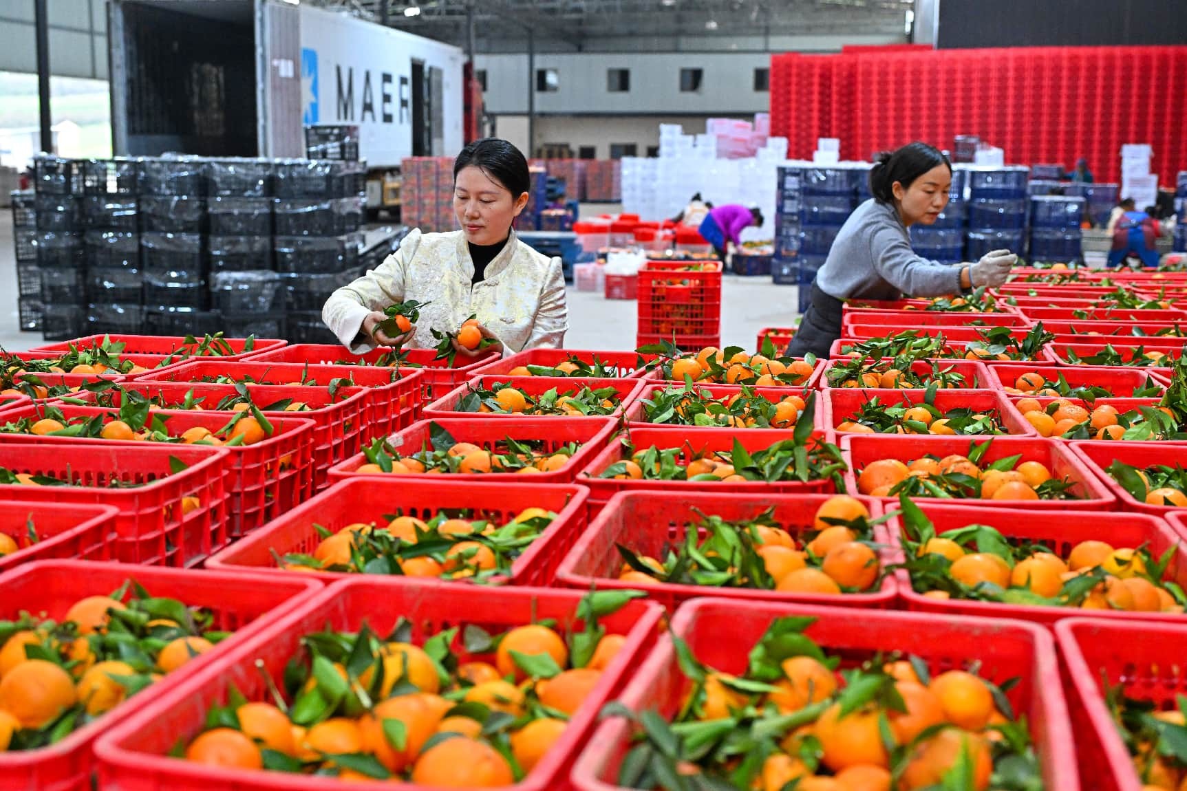 Trabajadores de una empresa frutícola en Meishan, provincia de Sichuan, en el suroeste de China, clasifican y empaquetan mandarinas destinadas a destinos en el extranjero. (Foto/Pan Shuai)