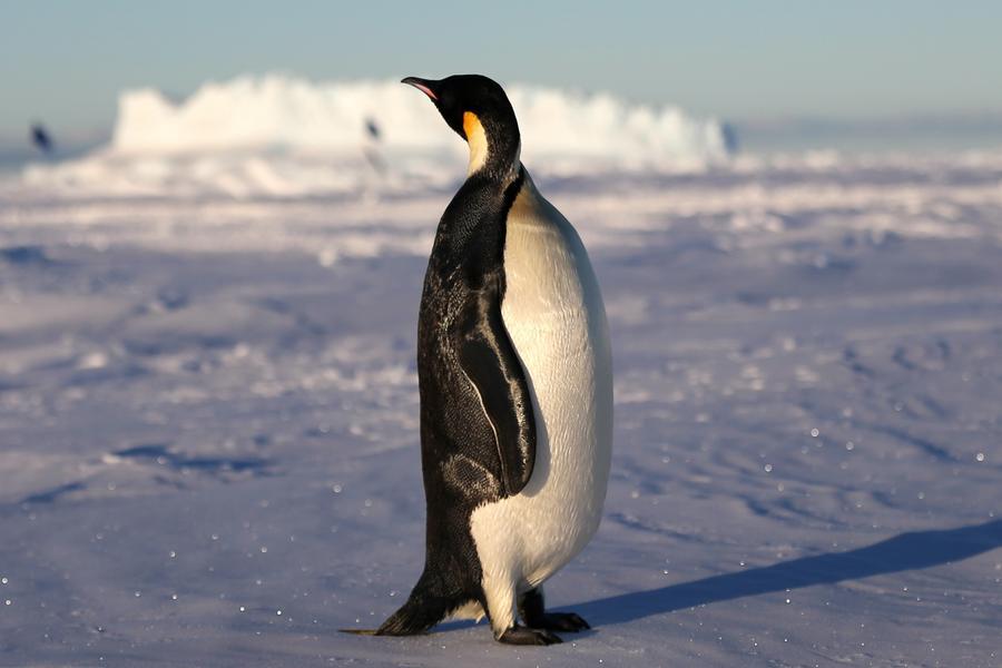 Pingüino emperador y lobo marino antártico están 