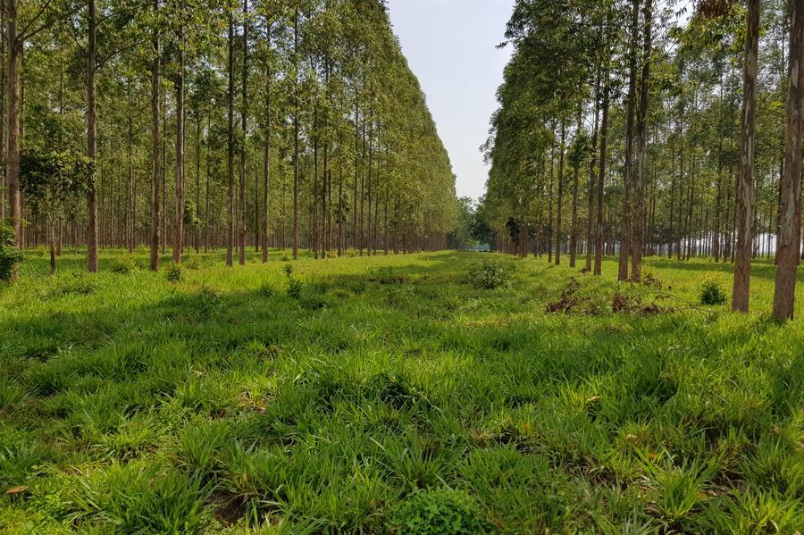 Imagen proporcionada por la Empresa Brasileña de Investigación Agropecuaria (Embrapa, por sus siglas en portugués) del 23 de mayo de 2025 del área de manejo de ganado de la Hacienda Gamada, en Nova Canaã do Norte, en el estado de Mato Grosso, Brasil. (Xinhua/Embrapa) 