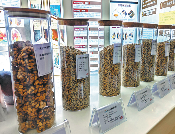 Variedades de granos de café de pequeño tamaño de Baoshan, provincia de Yunnan. (Foto: Wang Xianwen/ China Daily)
