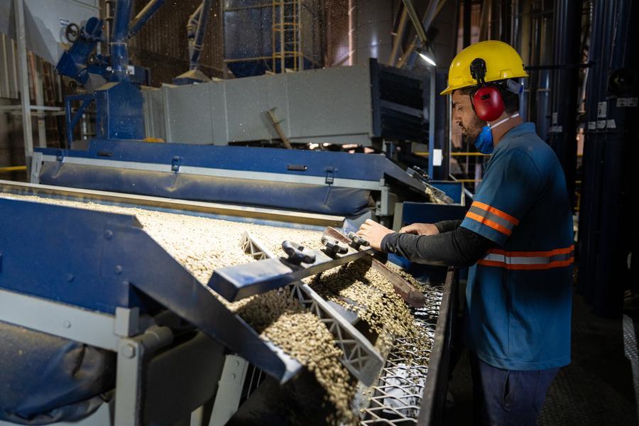 Imagen del 27 de agosto de 2025 de un trabajador recolectando granos de café en un colectivo de caficultores, en una región productora de café conocida como el Cerrado Mineiro, en el estado de Minas Gerais, Brasil. (Xinhua/Wang Tiancong)
