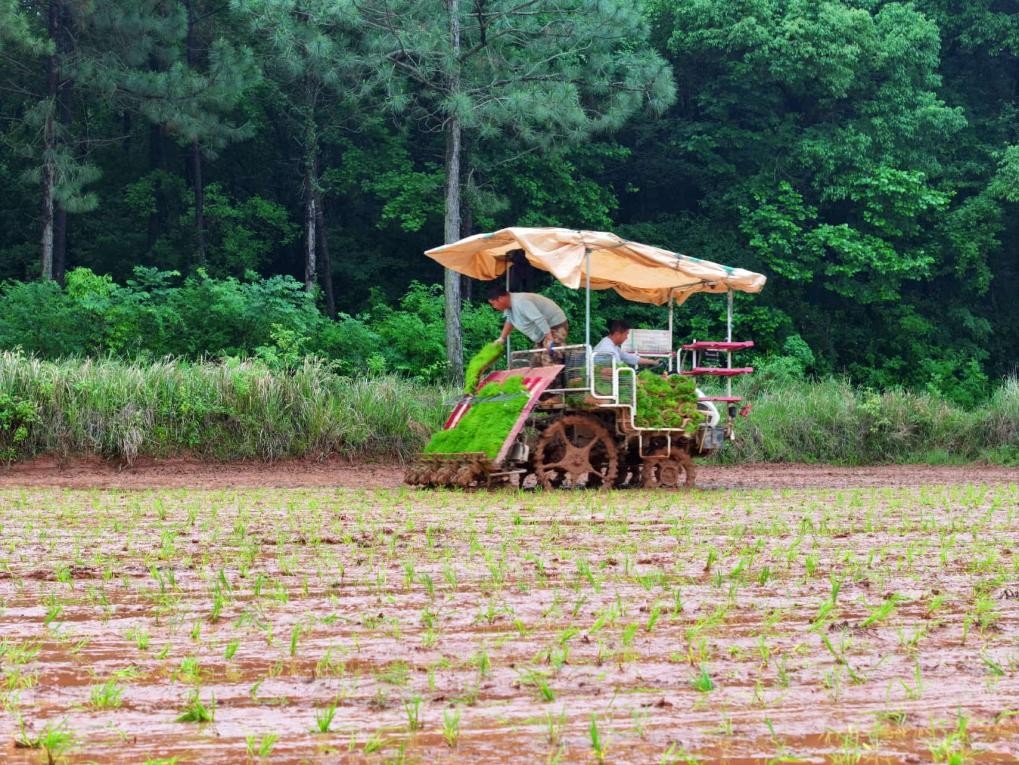 Trasplantador de arroz equipado con el Sistema de Navegación por Satélite BeiDou mueve plántulas de arroz de temporada temprana en el condado Taihe, Ji'an, provincia de Jiangxi. (Foto: Deng Heping)
