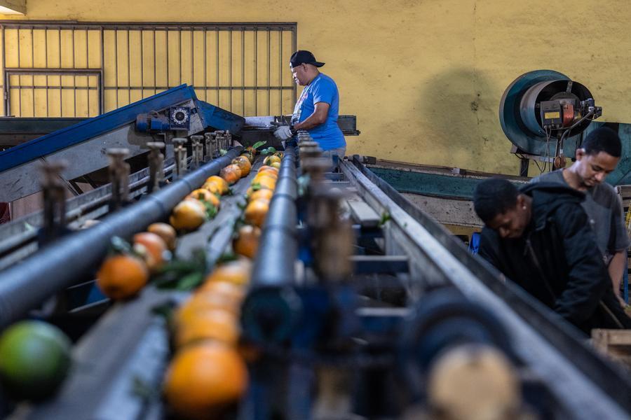 Imagen del 19 de agosto de 2025 de trabajadores vistos en un centro de clasificación de naranjas, en Tanguá, Río de Janeiro, Brasil. (Xinhua/Wang Tiancong) 
