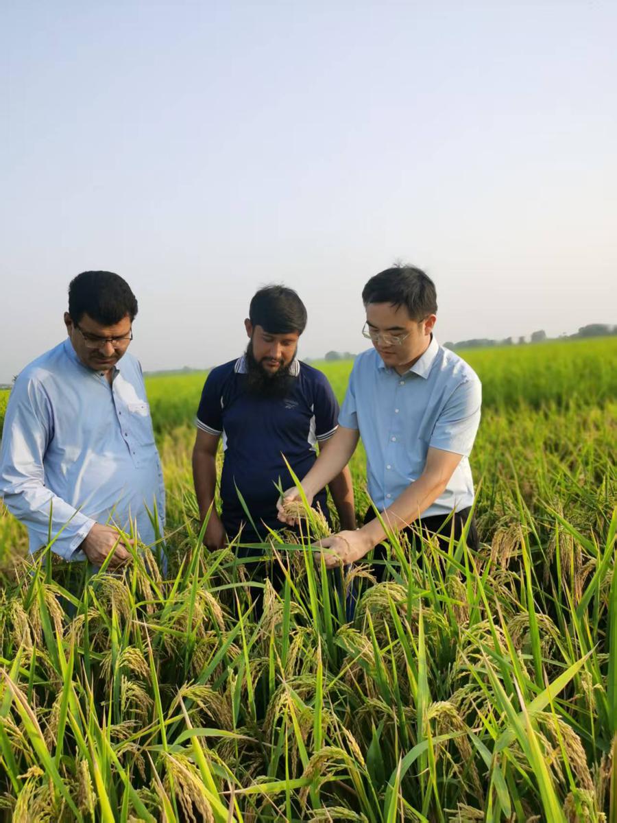Se espera que una nueva variedad de arroz híbrido, desarrollada conjuntamente por expertos chinos y paquistaníes, se siembre en todo Pakistán este verano. [Foto: proporcionada]