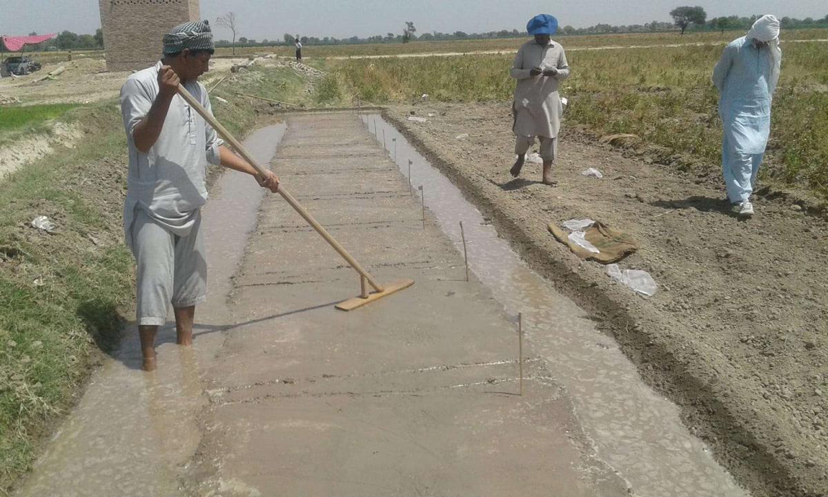 Se espera que una nueva variedad de arroz híbrido, desarrollada conjuntamente por expertos chinos y paquistaníes, se siembre en todo Pakistán este verano. [Foto: proporcionada]