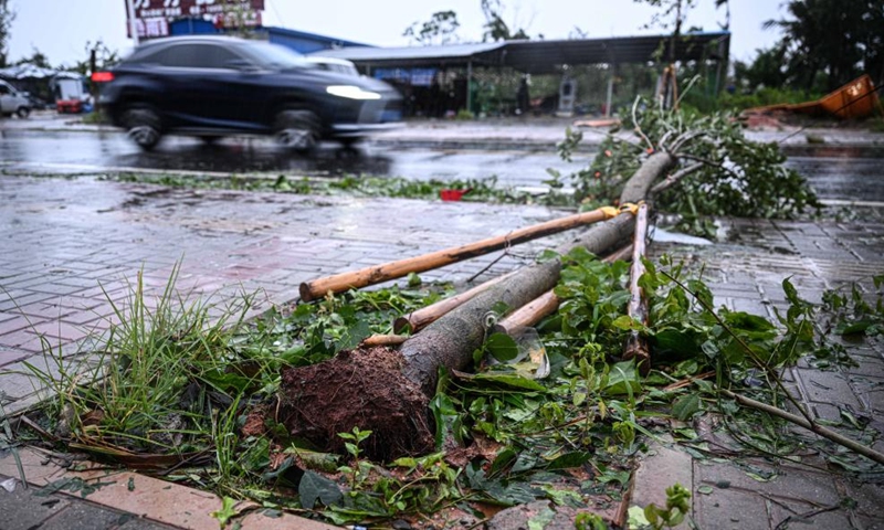 Árbol derribado por un fuerte viento durante el tifón Matmo en Wenchang, provincia de Hainan, 5 de octubre de 2025. (Foto: Xinhua)