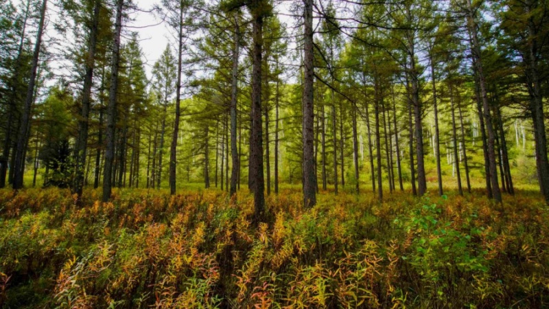 Bosques en Saihanba. (Foto: Liu Mancang)